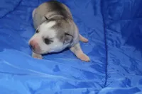 AKC DOZER, a female Siberian Husky for sale in Monticello, WI – Photo 3 of 5