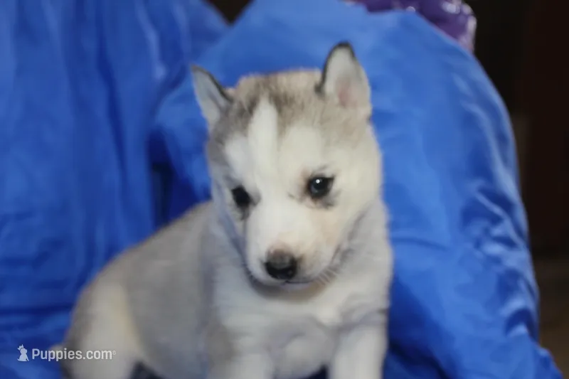 AKC DOZER – Siberian Husky puppy for sale in Monticello, WI