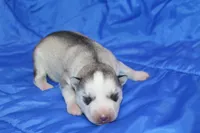 AKC DOZER, a female Siberian Husky for sale in Monticello, WI – Photo 1 of 5