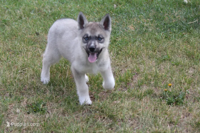AKC VITA – Siberian Husky puppy for sale in Monticello, WI