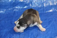AKC ABBA, a female Siberian Husky for sale in Monticello, WI – 4 of 6