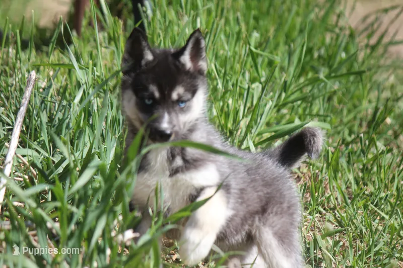 AKC VERA – Siberian Husky puppy for sale in Monticello, WI