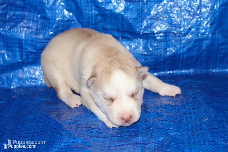 AKC AJ – Siberian Husky puppy for sale in Monticello, WI