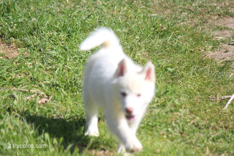AKC RILEY – Siberian Husky puppy for sale in Monticello, WI
