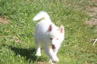 AKC RILEY, a female Siberian Husky for sale in Monticello, WI – 2 of 6