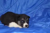 AKC VELDA, a female Siberian Husky for sale in Monticello, WI – Photo 4 of 7