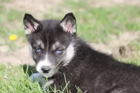 AKC VELDA, a female Siberian Husky for sale in Monticello, WI – 8 of 10