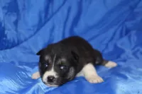 AKC VELDA, a female Siberian Husky for sale in Monticello, WI – Photo 2 of 7