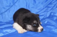 AKC VELDA, a female Siberian Husky for sale in Monticello, WI – Photo 3 of 7