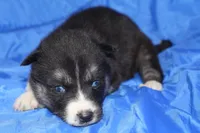 AKC VELDA, a female Siberian Husky for sale in Monticello, WI – Photo 5 of 7