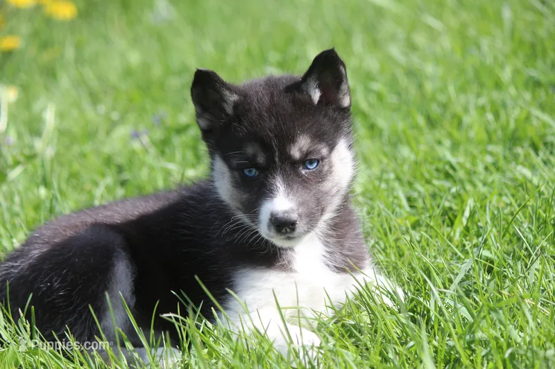 AKC VELDA – Siberian Husky puppy for sale in Monticello, WI