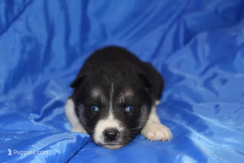 AKC VELDA – Siberian Husky puppy for sale in Monticello, WI