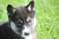 AKC VELDA, a female Siberian Husky for sale in Monticello, WI – 7 of 10