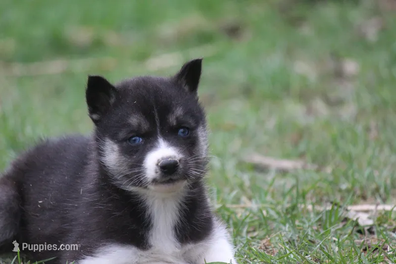 AKC VELDA – Siberian Husky puppy for sale in Monticello, WI