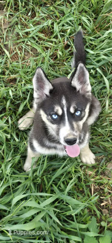 AKC REMI – Siberian Husky puppy for sale in Monticello, WI