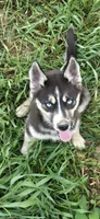 AKC REMI, a female Siberian Husky for sale in Monticello, WI – 1 of 10