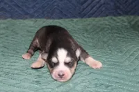 AKC STARK, a male Siberian Husky for sale in Monticello, WI – 3 of 6