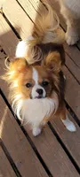 AKC ZEE, a female Papillon for sale in Monticello, WI – 6 of 7