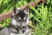 AKC VERA, a female Siberian Husky for sale in Monticello, WI – 5 of 10
