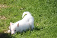 AKC VIULA, a female Siberian Husky for sale in Monticello, WI – 3 of 10