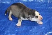AKC ADDIE, a female Siberian Husky for sale in Monticello, WI – 2 of 7