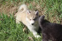 AKC KODY, a male Siberian Husky for sale in Monticello, WI – 4 of 10