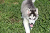 AKC SYLVESTER, a male Siberian Husky for sale in Monticello, WI – 5 of 10