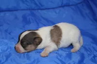 AKC ZEEK, a male Papillon for sale in Monticello, WI – 4 of 8