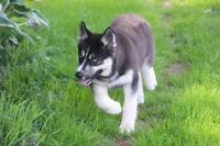 AKC REMI, a female Siberian Husky for sale in Monticello, WI – 6 of 10