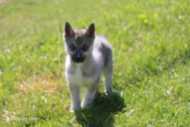 AKC VITA – Siberian Husky puppy for sale in Monticello, WI