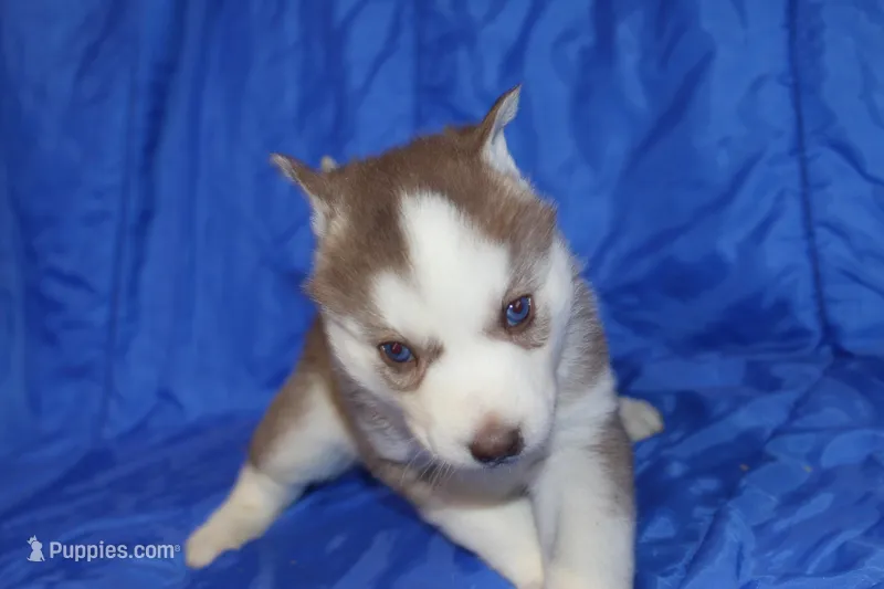 AKC ALMA – Siberian Husky puppy for sale in Monticello, WI