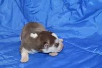 AKC ALMA, a female Siberian Husky for sale in Monticello, WI – Photo 3 of 5