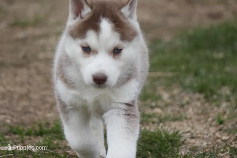 AKC ALMA – Siberian Husky puppy for sale in Monticello, WI