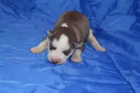 AKC ALMA, a female Siberian Husky for sale in Monticello, WI – Photo 1 of 5