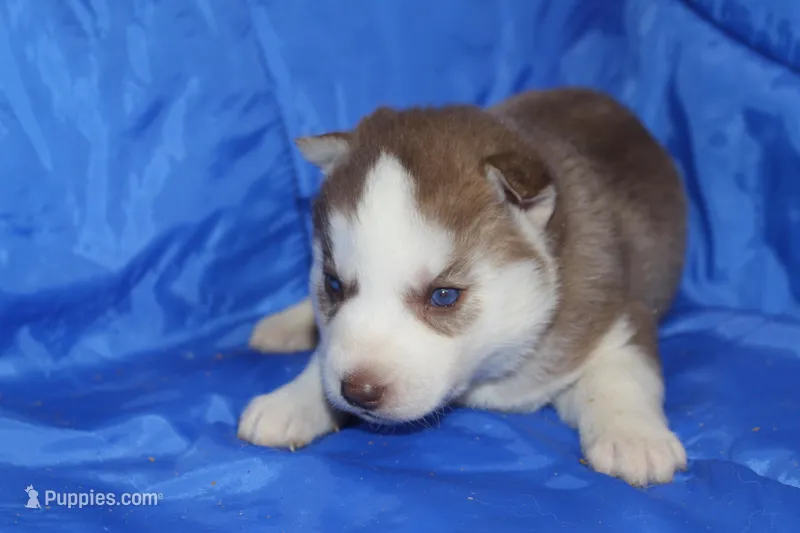 AKC ALMA – Siberian Husky puppy for sale in Monticello, WI