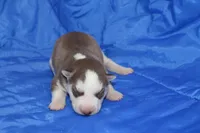 AKC ALMA, a female Siberian Husky for sale in Monticello, WI – Photo 2 of 5