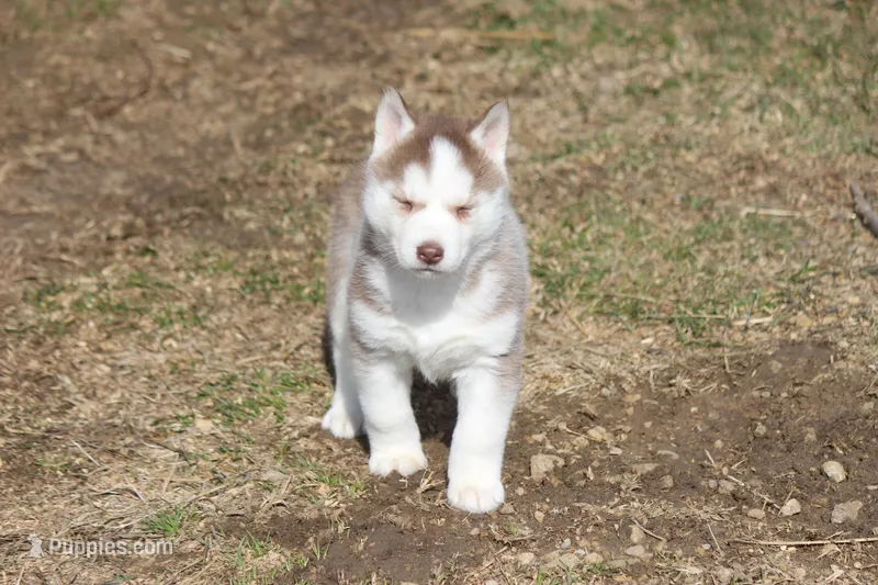 AKC ALMA – Siberian Husky puppy for sale in Monticello, WI
