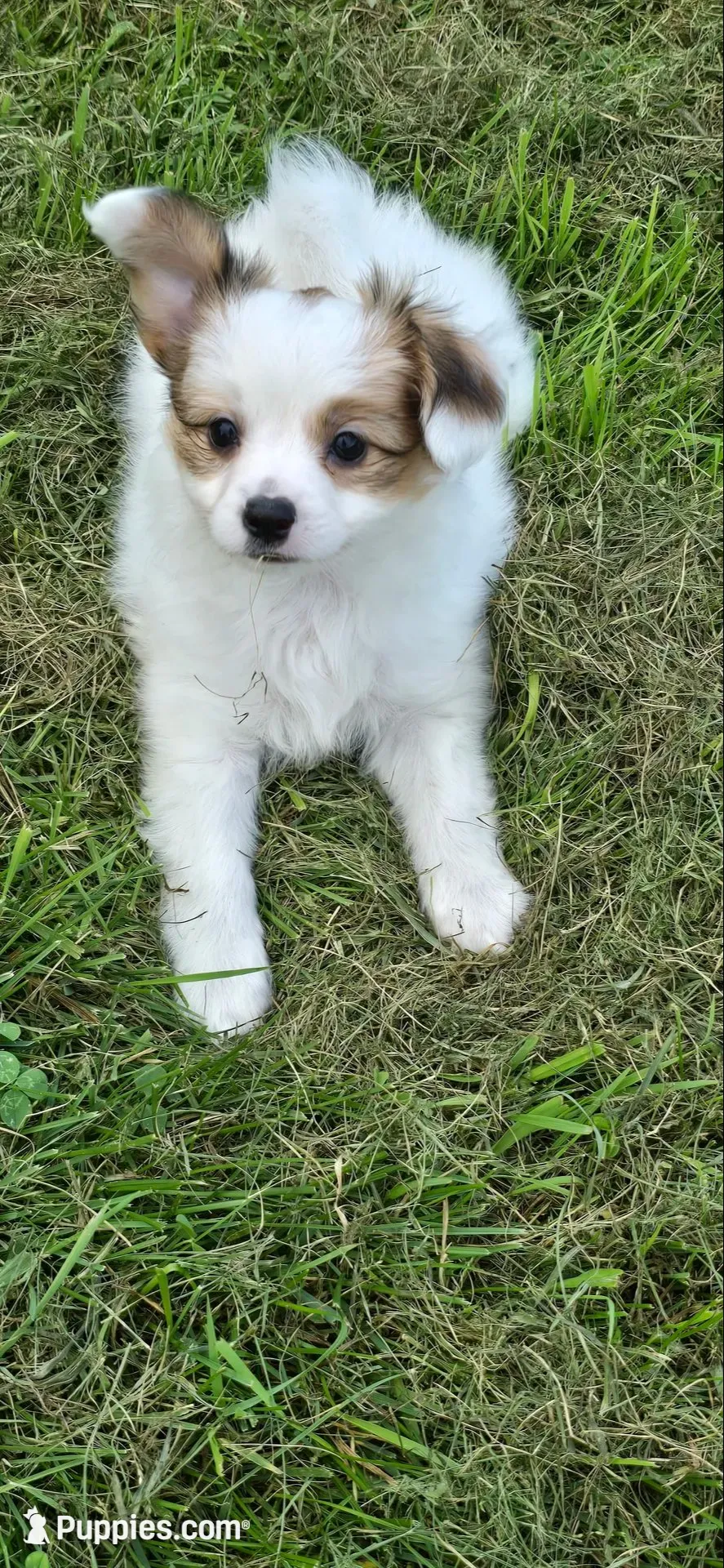 AKC NELLIE, a female Papillon for sale in Monticello, WI – 6 of 8