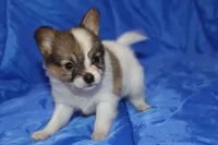 AKC ZEEK, a male Papillon for sale in Monticello, WI – 2 of 7