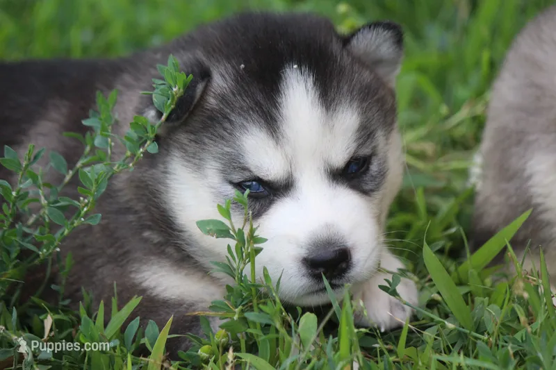 AKC SIRI – Siberian Husky puppy for sale in Monticello, WI