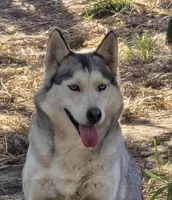 AKC DALIA, a female Siberian Husky for sale in Monticello, WI – Photo 6 of 6