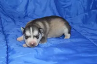 AKC DALIA, a female Siberian Husky for sale in Monticello, WI – Photo 1 of 6