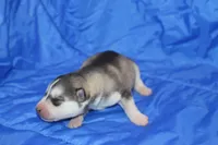 AKC DALIA, a female Siberian Husky for sale in Monticello, WI – Photo 2 of 6