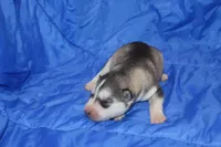 AKC DALIA, a female Siberian Husky for sale in Monticello, WI – Photo 4 of 6