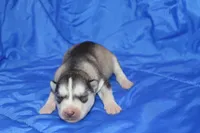 AKC DALIA, a female Siberian Husky for sale in Monticello, WI – Photo 3 of 6