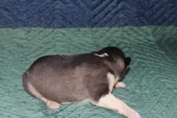 AKC SID, a male Siberian Husky for sale in Monticello, WI – 4 of 6