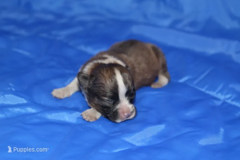 AKC ROCKY – Papillon puppy for sale in Monticello, WI
