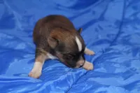 AKC ZANDER, a male Papillon for sale in Monticello, WI – 2 of 7
