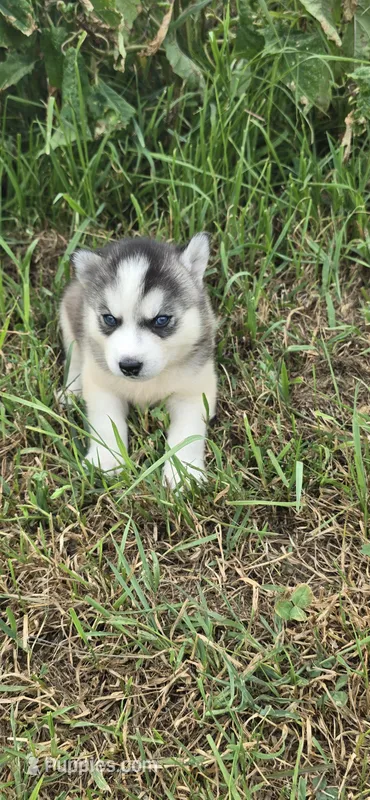 AKC SYLVESTER – Siberian Husky puppy for sale in Monticello, WI