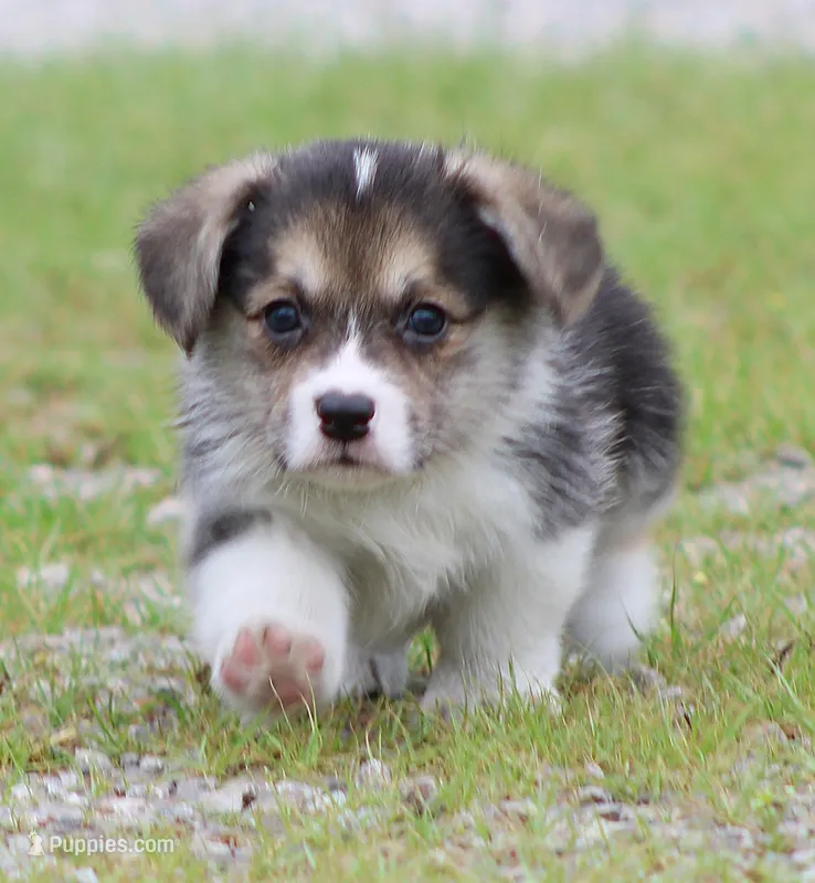 Graham Butter's Green M) – Pembroke Welsh Corgi puppy for sale in Mulberry, KS